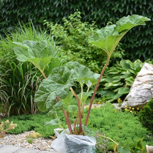 Pozor!! Gunnera tinctoria- tip na nákupo-výlet