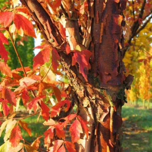 Acer Grisseum