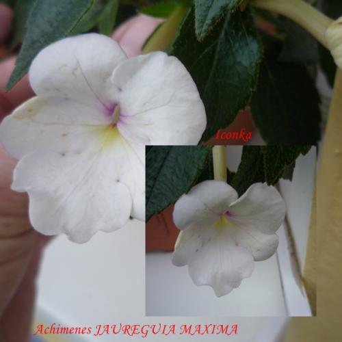 Achimenes JAUREGUIA MAXIMA
