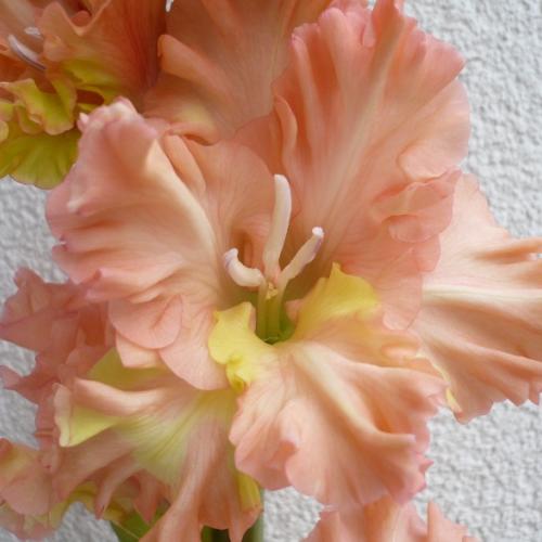 Gladiola ´ADONIS´ - detail