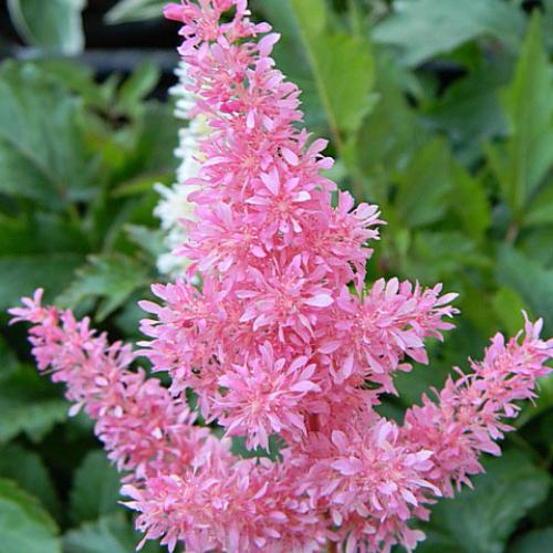 Astilbe