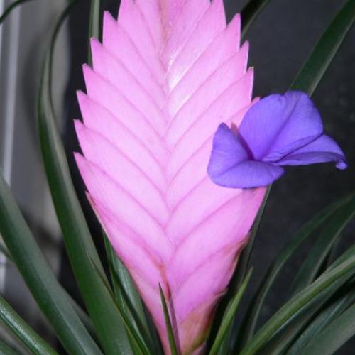 bromélia