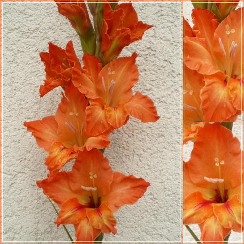 Gladiola - ´BRONISLAVA´ (semenáč)