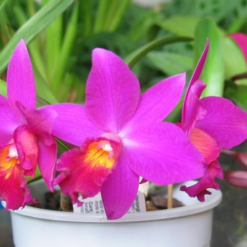 Cattleya