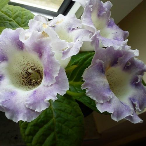 gloxinia ako inak