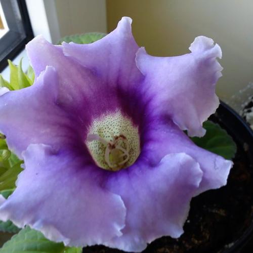 gloxinia :)