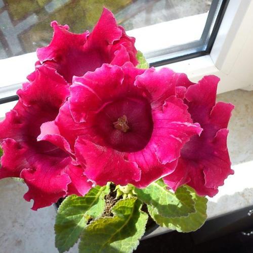 gloxinia :)