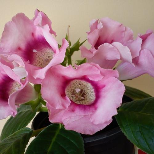 gloxinia :)