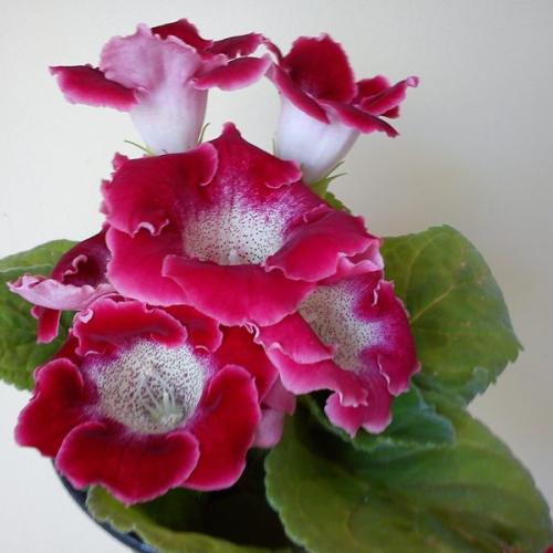 gloxinia :)