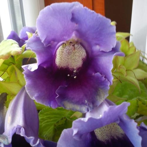 gloxinia :) 