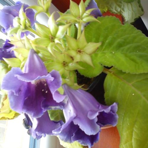 gloxinia :) pohlad z boku