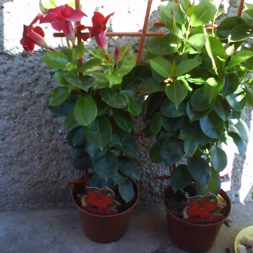 sundevilla