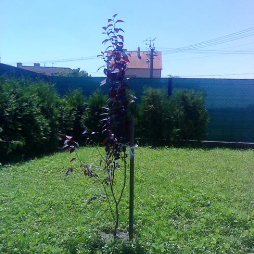 Prunus