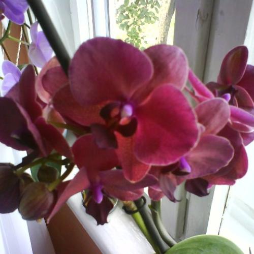 Orchidea