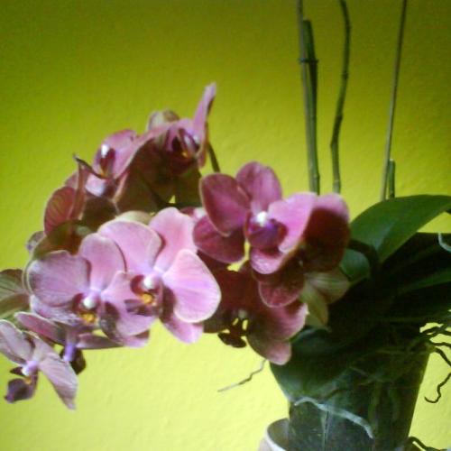 Orchidea 2