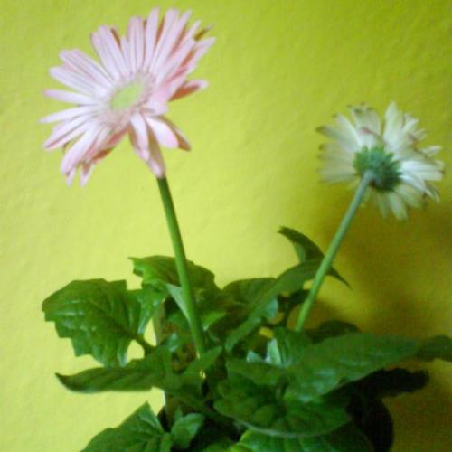 Gerbera