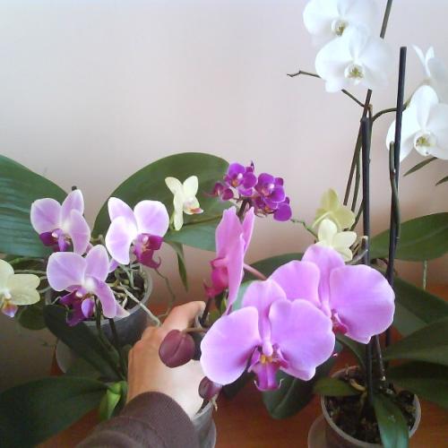 orchidejky moje čo teraz kvitnu