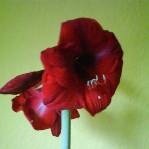 Amaryllis