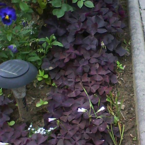 oxalis....