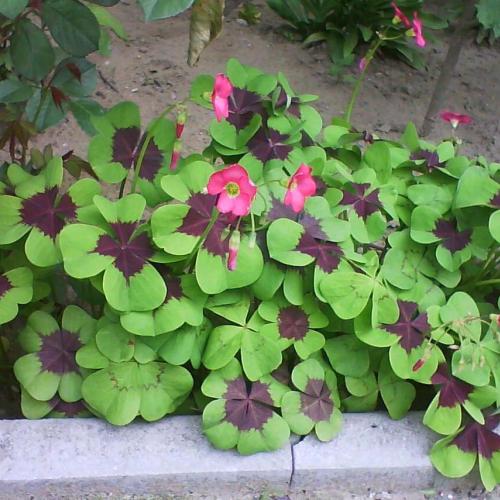 oxalis...