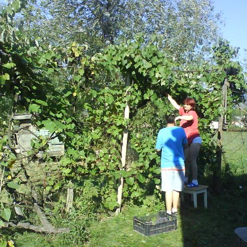 ZBER HROZNA 2007
