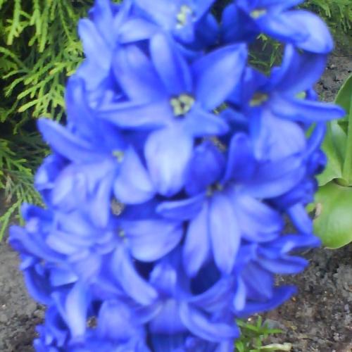 Hyacinty :oP