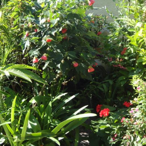 abutilon
