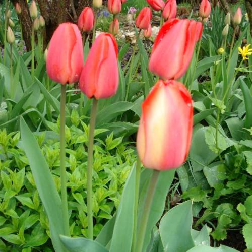 Tulipány