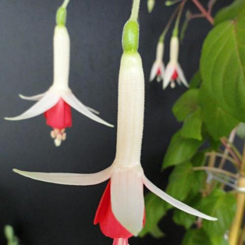 Fuchsia č.9