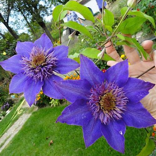 Clematis Multi Blue