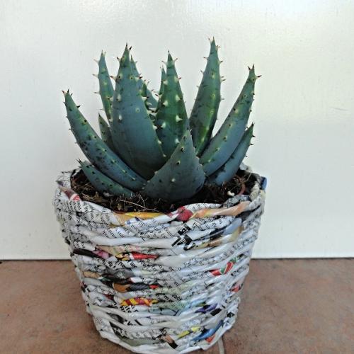 Aloe
