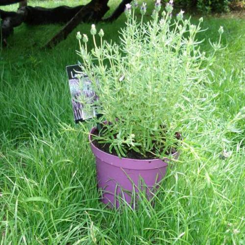 Levandula