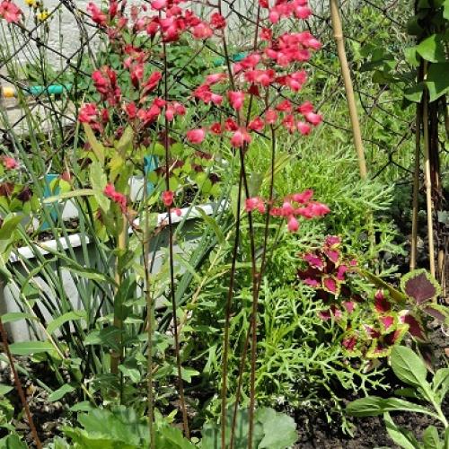 Heuchera