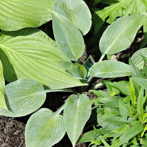Hosta Helcyon