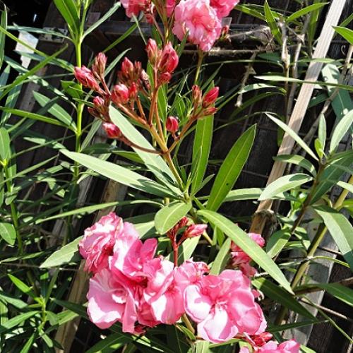 Ružový Oleander
