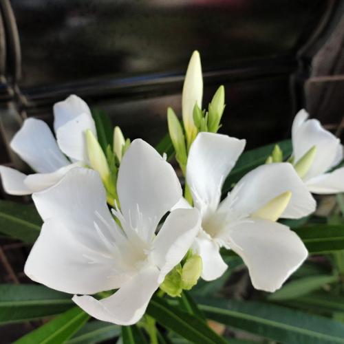 Biely Oleander