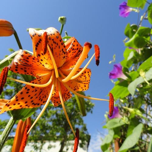 Ľalia 11   Lilium tigrinum