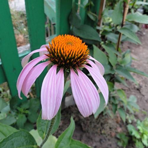 Iná Echinacea