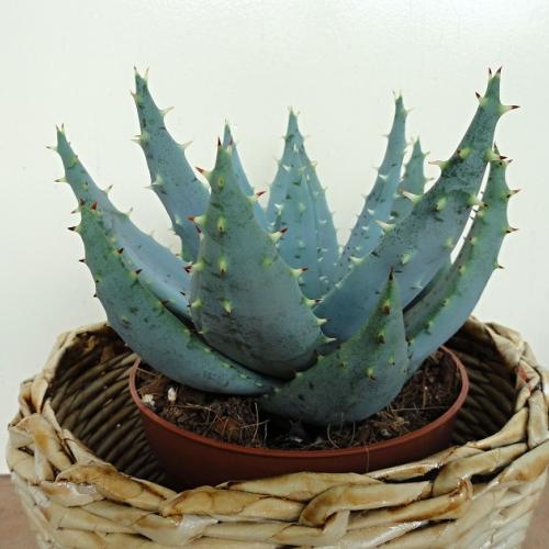 Sukulenty 9  Aloe ferox