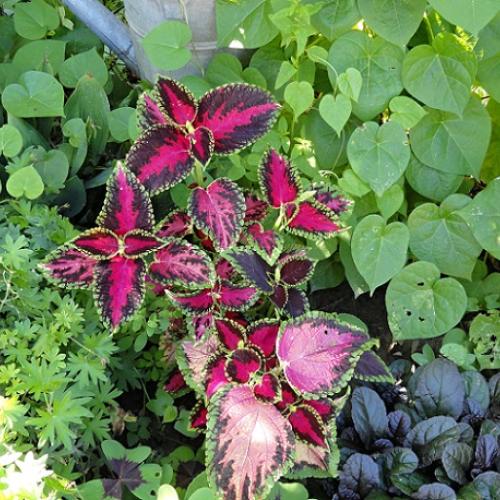 Coleus
