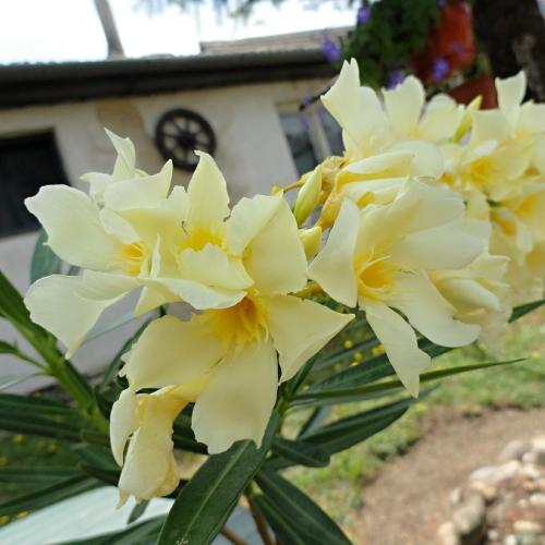 Krémový Oleander