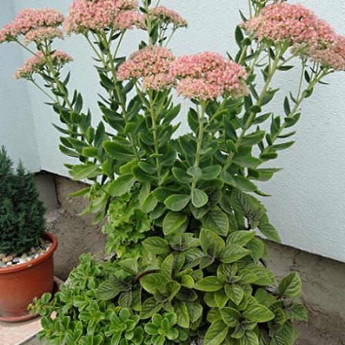Sedum 1