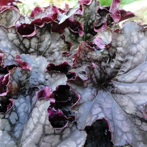 Heuchera Amethyst Myst