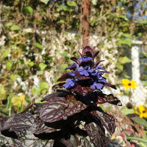 Ajuga