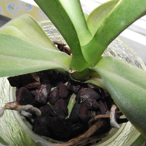 Biela orchidea