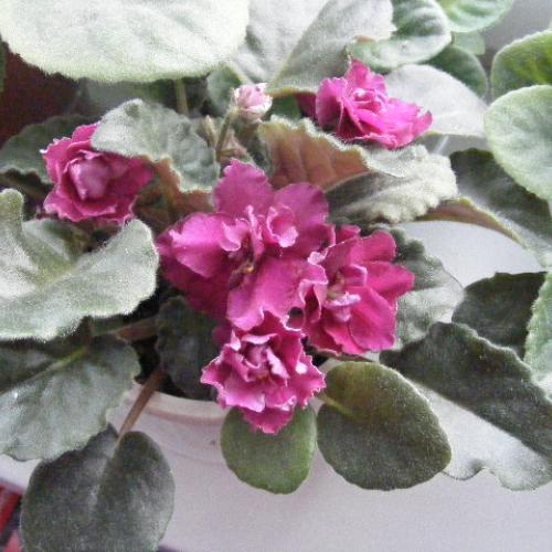 Ness antique red 