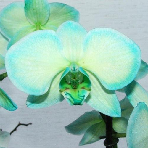 Phalaenopsis