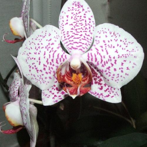 Phalaenopsis