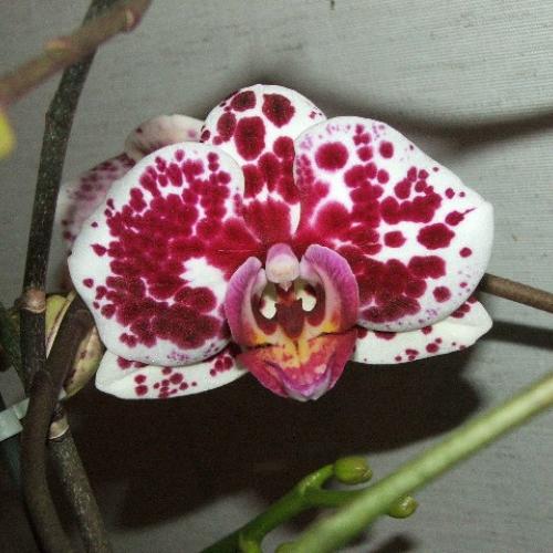 Phalaenopsis