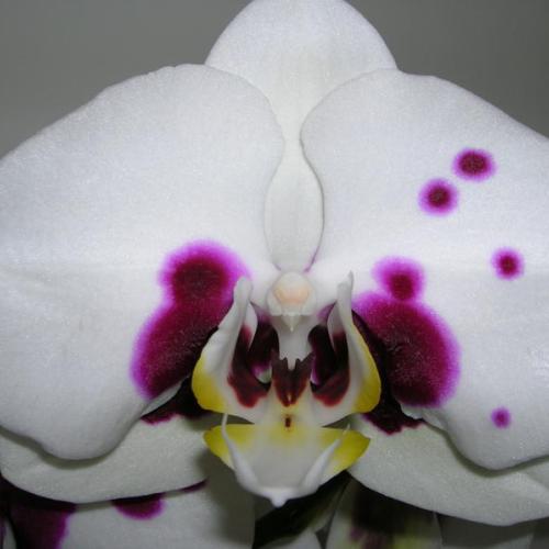 Orchidea